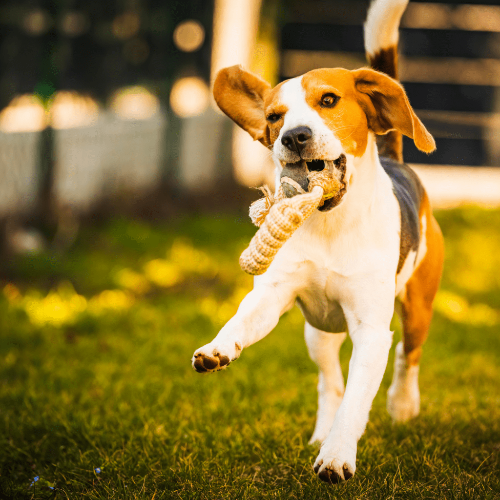 Creating a Dog-Friendly Space: Tips for Making Your Room Pet‑Proof and Comfortable