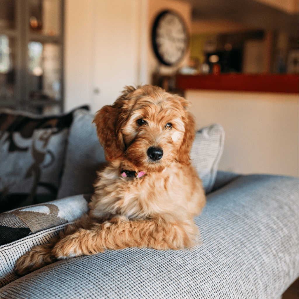 Creating a Dog-Friendly Space: Tips for Making Your Room Pet‑Proof and Comfortable