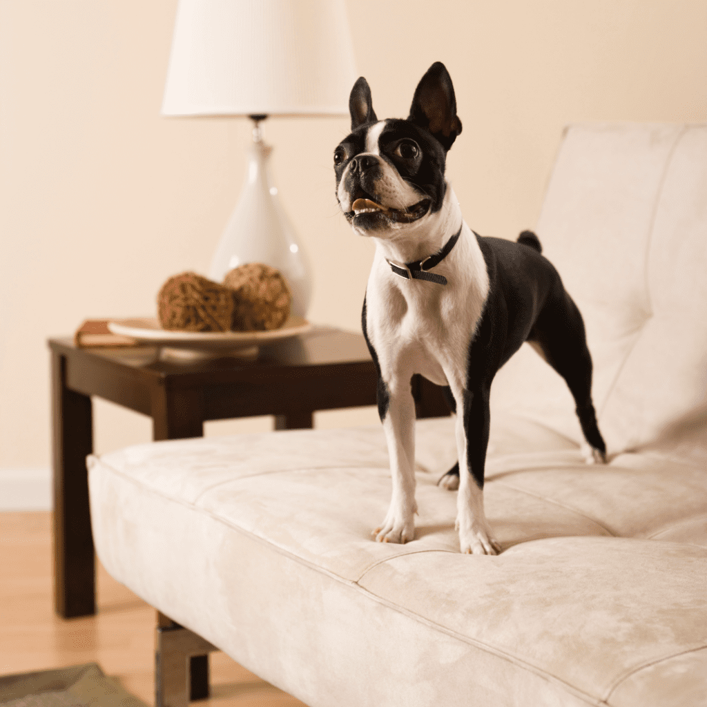 Creating a Dog-Friendly Space: Tips for Making Your Room Pet‑Proof and Comfortable