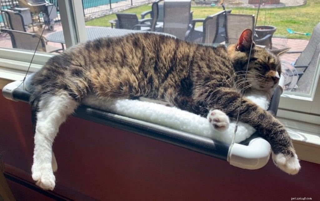 Top 7 Cat Hammocks: Comfortable, Stylish, and Safe Sleep Options for Your Feline