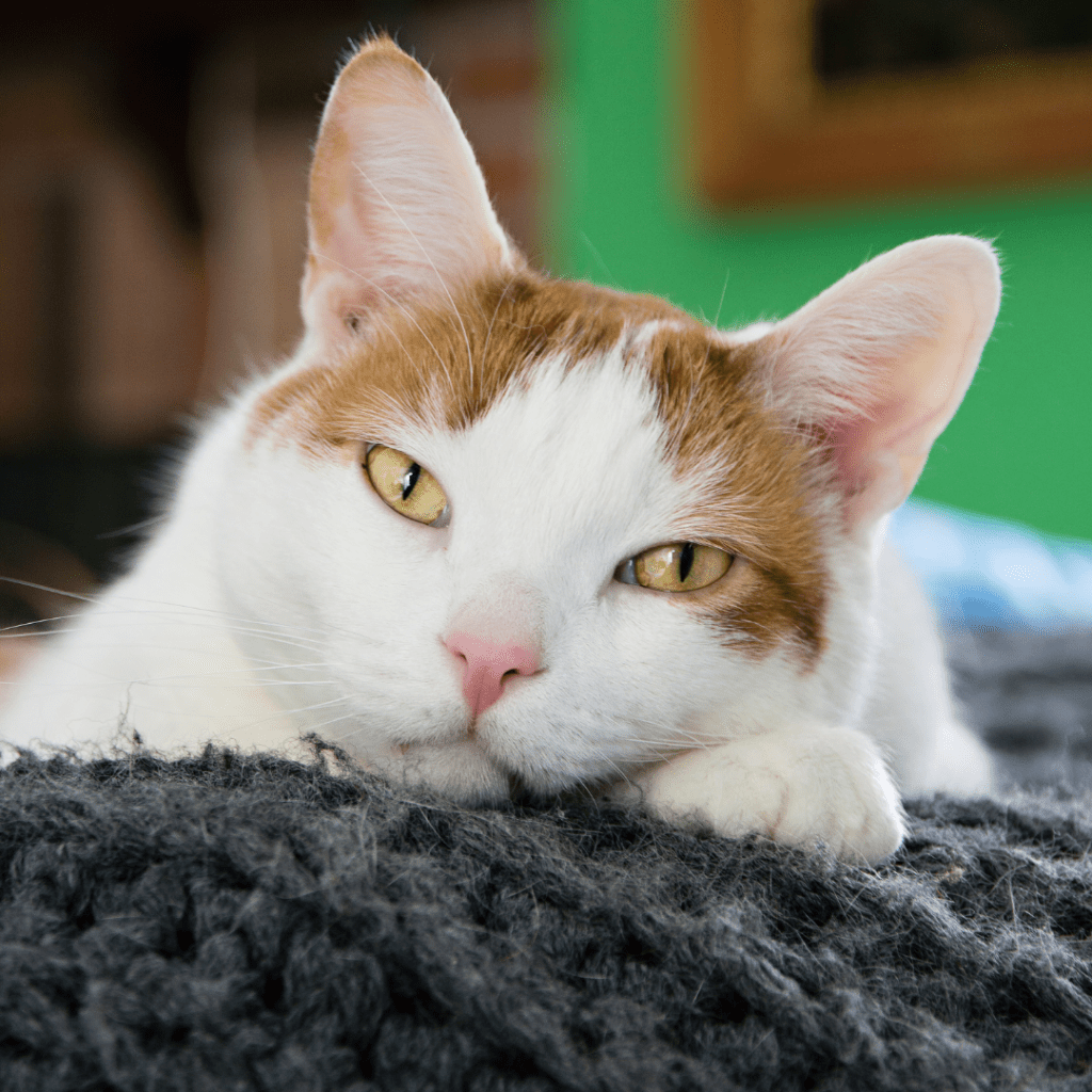 Say Goodbye to Boredom: Proven Ways to Keep Your Cat Happy and Stimulated