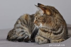 Say Goodbye to Boredom: Proven Ways to Keep Your Cat Happy and Stimulated