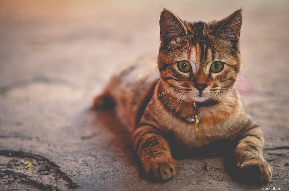 5 Key Reasons Cats Sleep Excessively – Explained