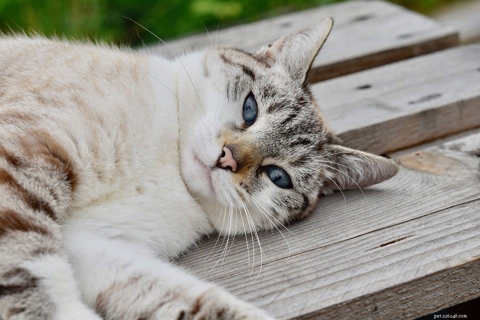 5 Key Reasons Cats Sleep Excessively – Explained