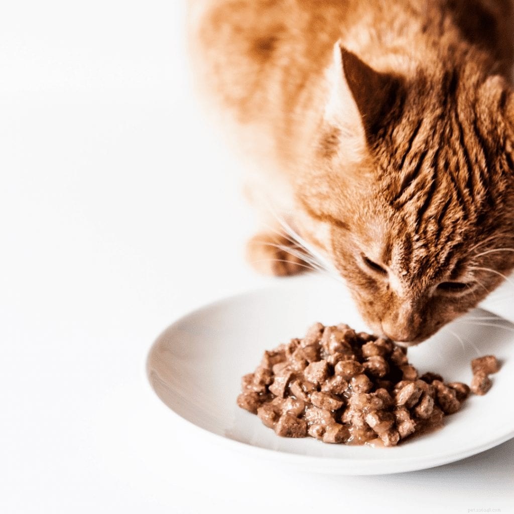 Taurine in Cat Food: Essential Benefits for Your Feline Health