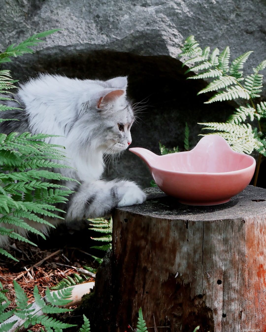 Taurine in Cat Food: Essential Benefits for Your Feline Health