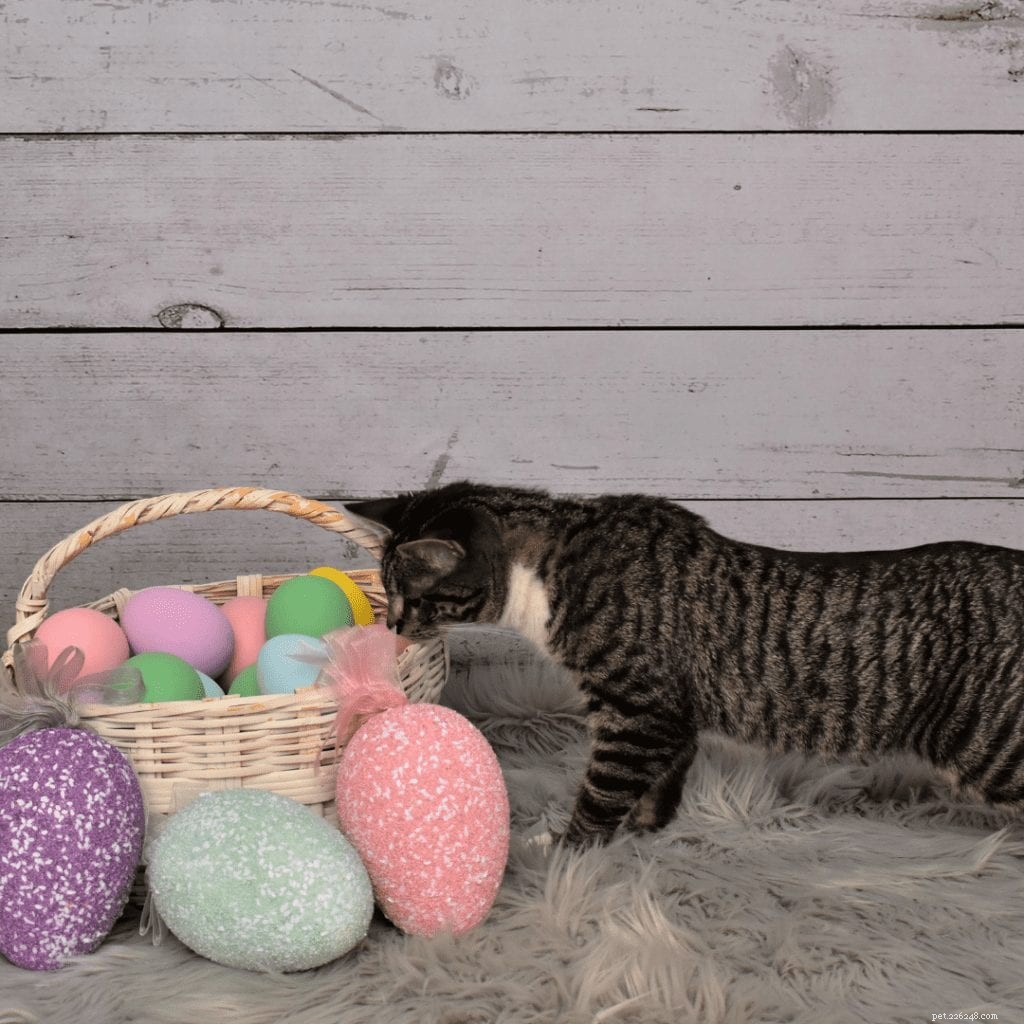 Create a Calming Cat Retreat: Reduce Stress & Anxiety in Your Feline Companion