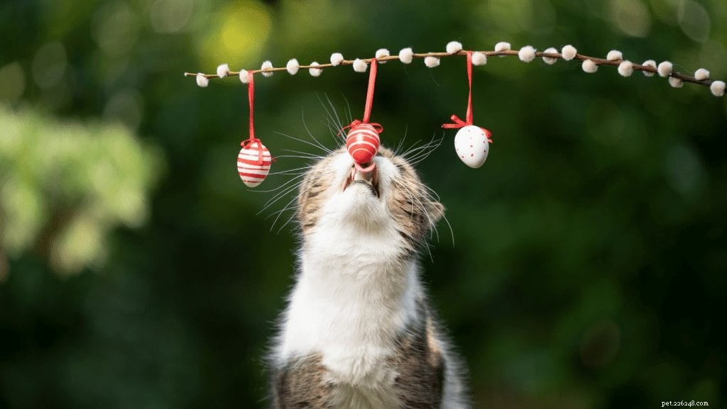Create a Calming Cat Retreat: Reduce Stress & Anxiety in Your Feline Companion