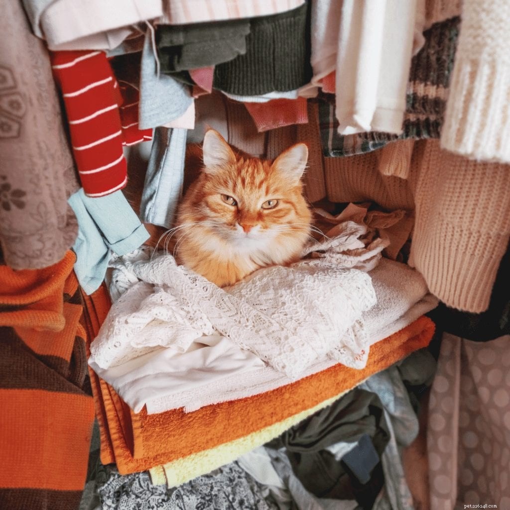 Create a Calming Cat Retreat: Reduce Stress & Anxiety in Your Feline Companion