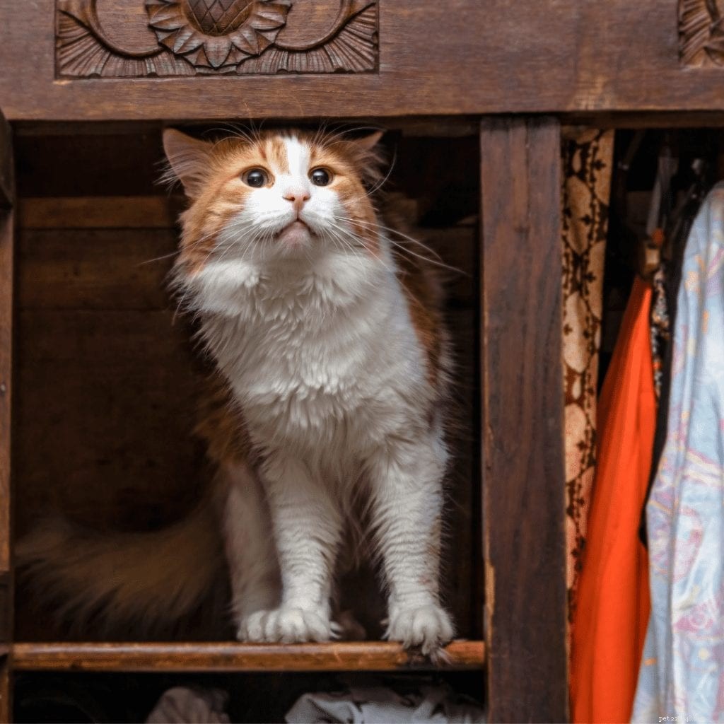 Create a Calming Cat Retreat: Reduce Stress & Anxiety in Your Feline Companion