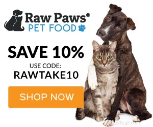 Prevent Your Cat from Eating Dog Food: Expert Tips & Solutions