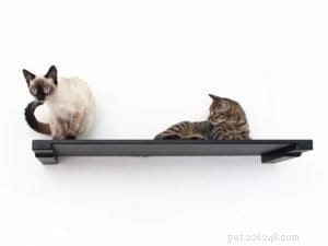 The Cat Tongue Explained: Structure, Grooming Functions, and Health Insights