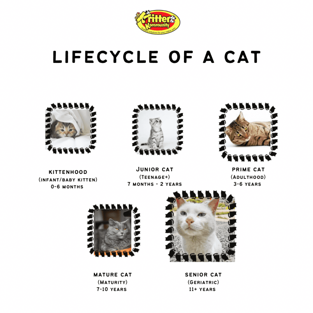 Understanding Your Cat s Life Stages: From Kitten to Senior