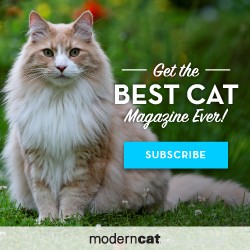 Understanding Your Cat s Life Stages: From Kitten to Senior
