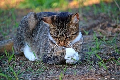 Understanding the Anatomy of a Cat s Claw