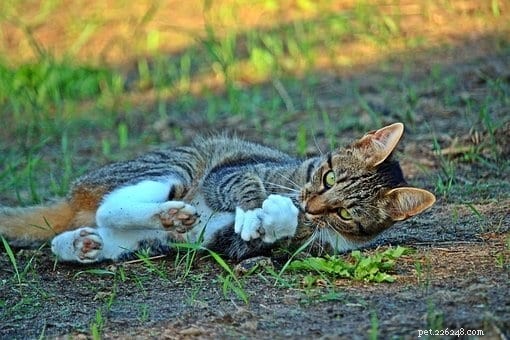 Understanding the Anatomy of a Cat s Claw