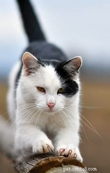 Understanding the Anatomy of a Cat s Claw