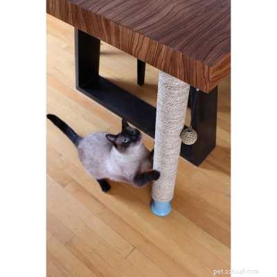 Understanding the Anatomy of a Cat s Claw