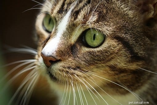 The Science of Cat Whiskers: Anatomy, Function & Care
