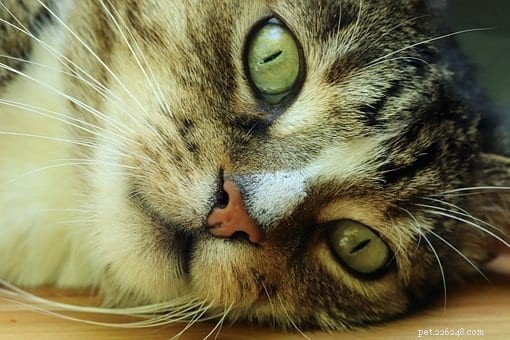 The Science of Cat Whiskers: Anatomy, Function & Care