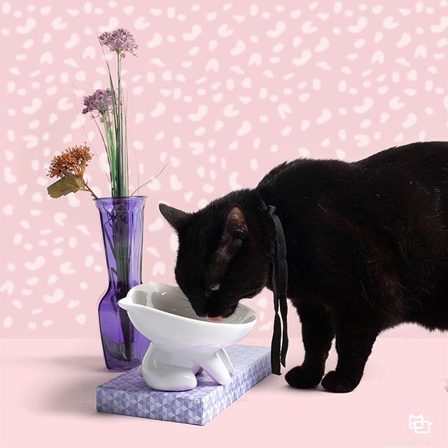 The Science of Cat Whiskers: Anatomy, Function & Care