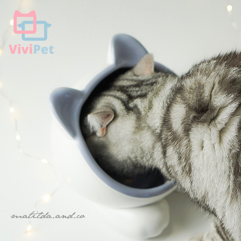 The Science of Cat Whiskers: Anatomy, Function & Care