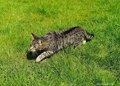 Why Cats Need Meat: The Truth About a Vegetarian Diet