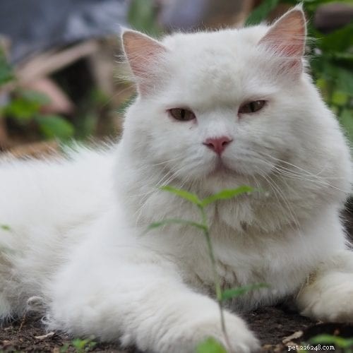 Designing a Safe & Beautiful Garden for Your Cat