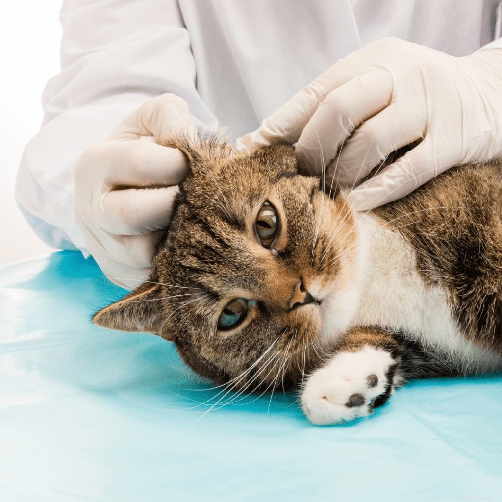 How to Safely Clean Your Cat’s Ears: A Step-by-Step Guide