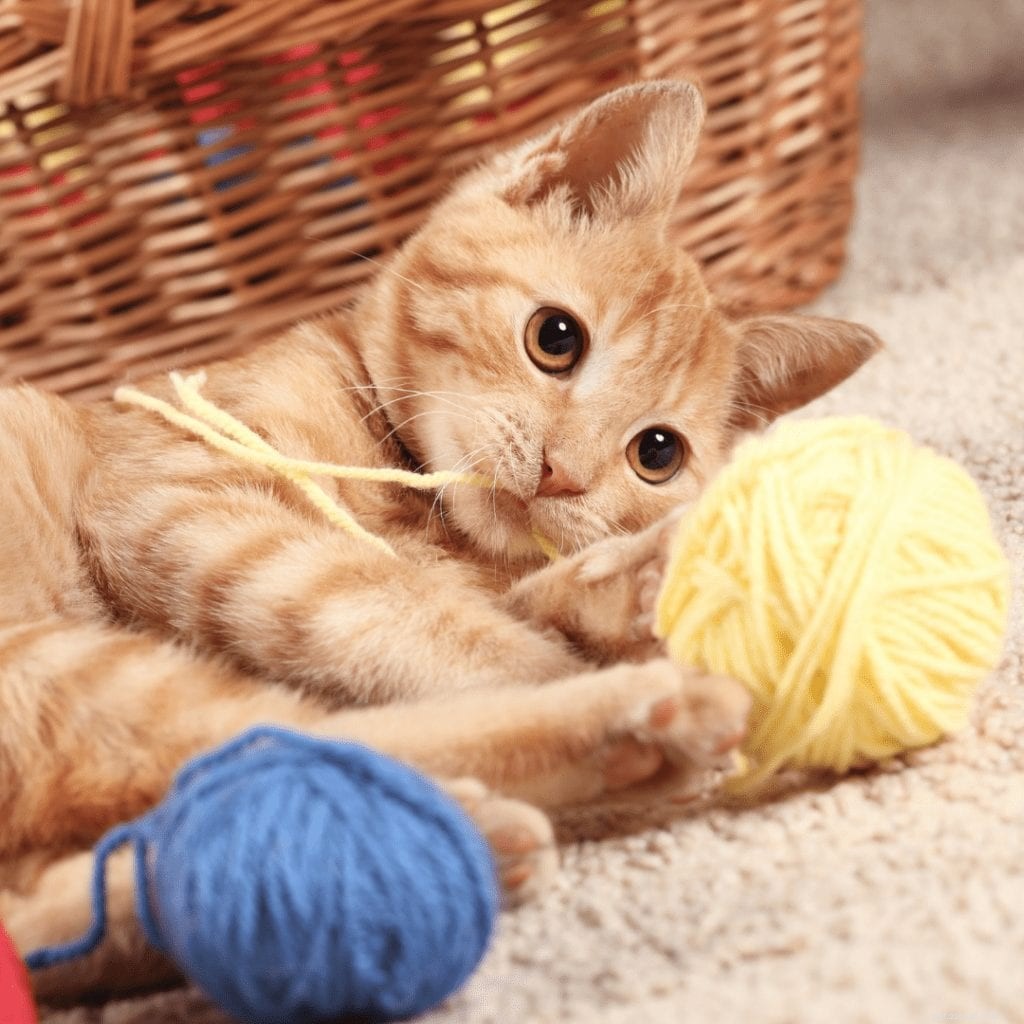 Cat Zoomies Explained: Causes, Safety, and How to Handle Them