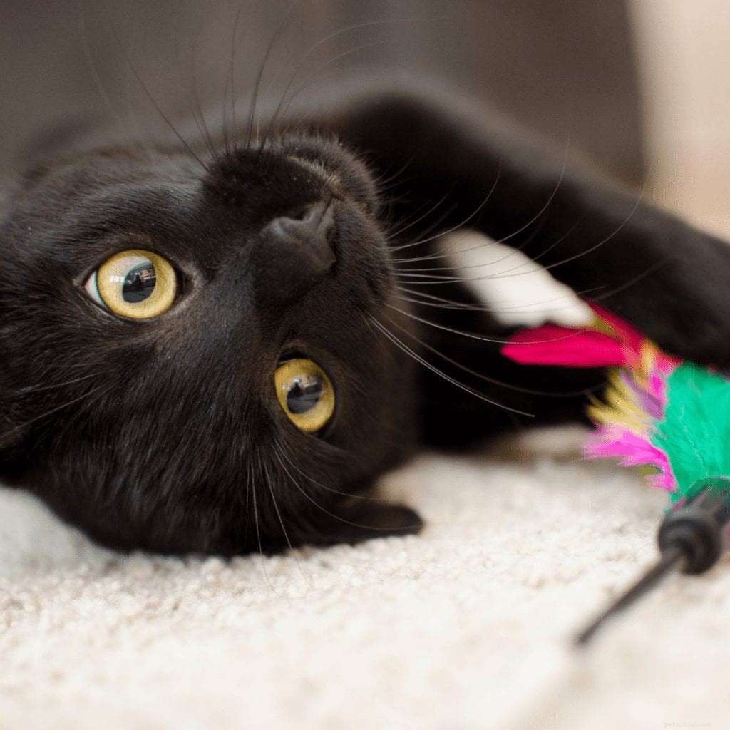 Cat Zoomies Explained: Causes, Safety, and How to Handle Them