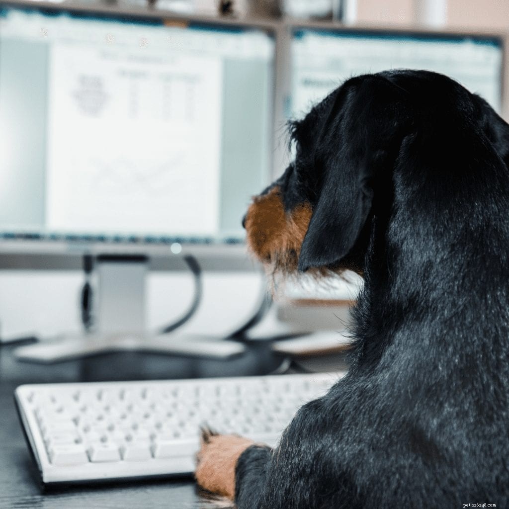 Virtual Pet Care Essentials: 5 Must-Know Tips for Cats & Dogs