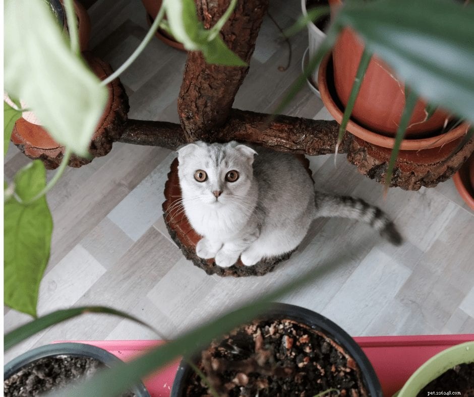 Enhancing Pet Wellness Through Biophilia‑Inspired Design