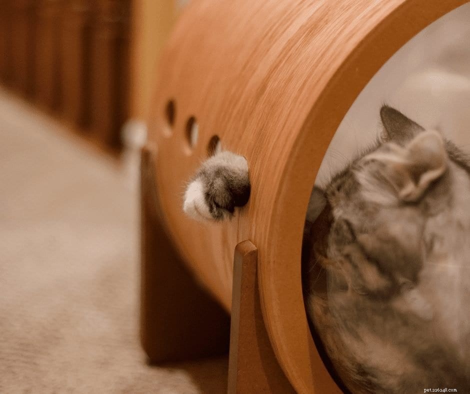 Enhancing Pet Wellness Through Biophilia‑Inspired Design