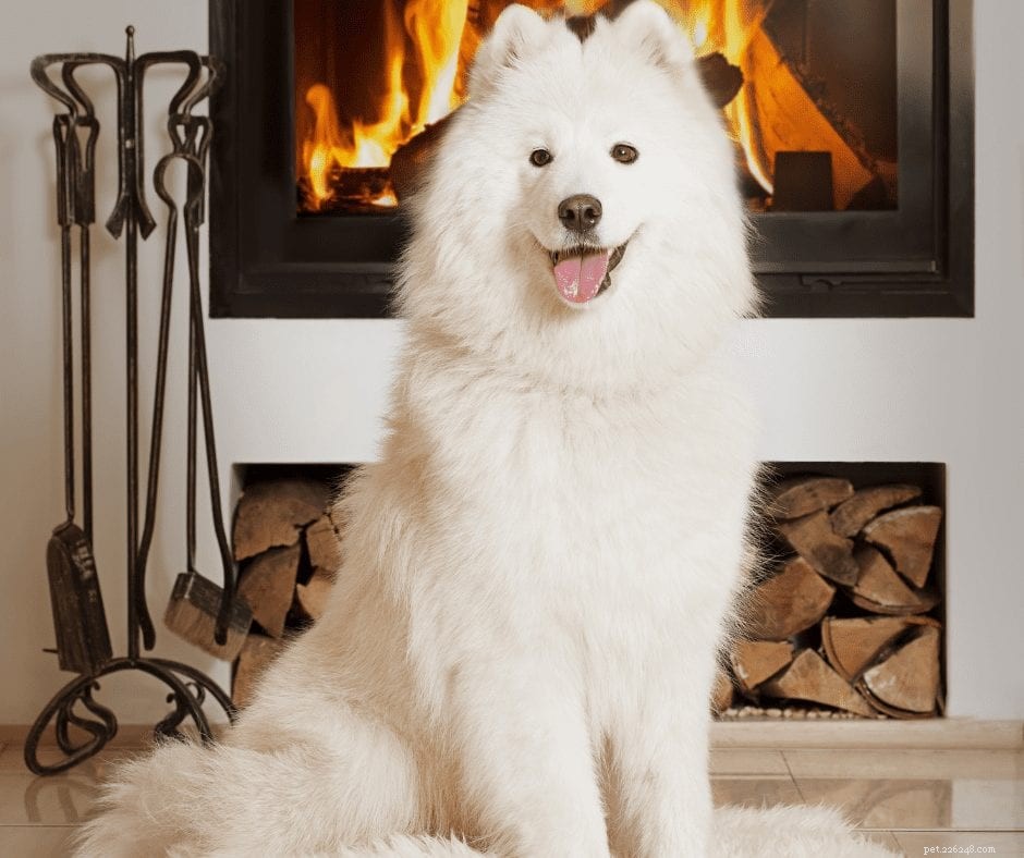 Enhancing Pet Wellness Through Biophilia‑Inspired Design