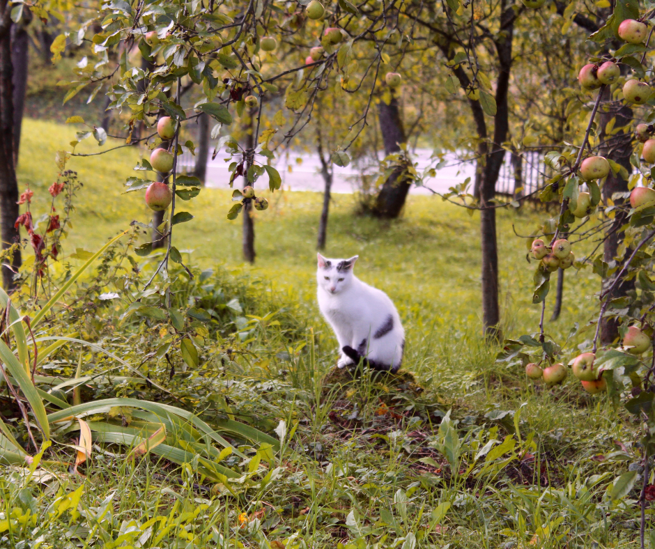 Enhancing Pet Wellness Through Biophilia‑Inspired Design
