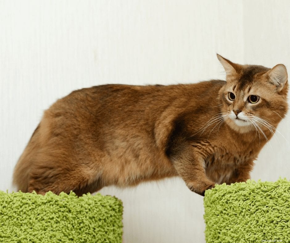 Enhancing Pet Wellness Through Biophilia‑Inspired Design