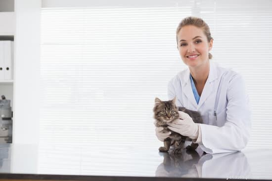 Adopting an Older Cat: A Comprehensive, Trusted Guide