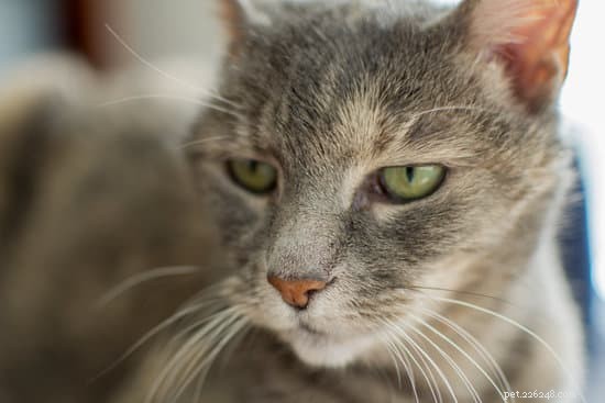 Adopting an Older Cat: A Comprehensive, Trusted Guide