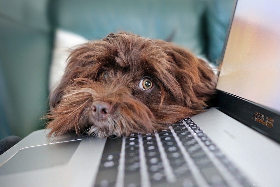 The Ultimate Checklist for Choosing the Perfect Dog Sitter: 20 Essential Tips