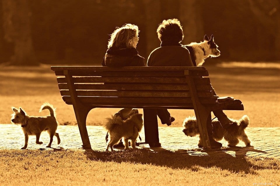 Top 5 Features That Define the Best Dog Parks