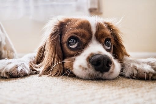 Top 5 Signs Your Dog Is Dehydrated – Spot It Early to Save Lives