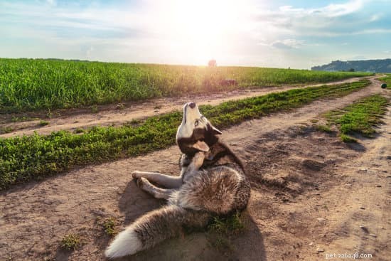 Spotting Ear Mites in Dogs: Symptoms & Effective Treatments