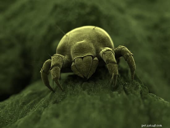 Spotting Ear Mites in Dogs: Symptoms & Effective Treatments