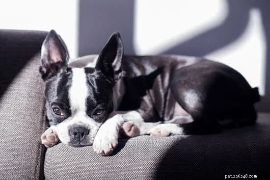 2021 Updated: 10 Ideal Apartment‑Friendly Dog Breeds