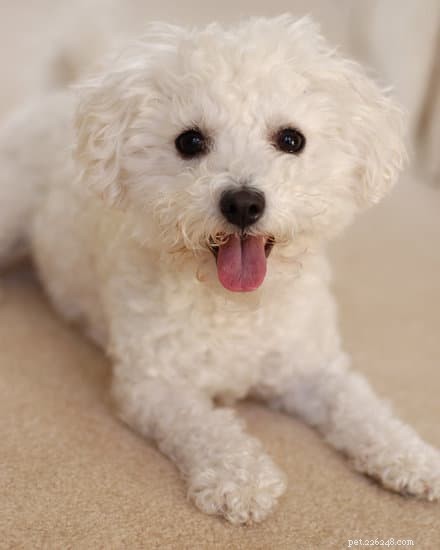 2021 Updated: 10 Ideal Apartment‑Friendly Dog Breeds