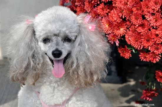 2021 Updated: 10 Ideal Apartment‑Friendly Dog Breeds