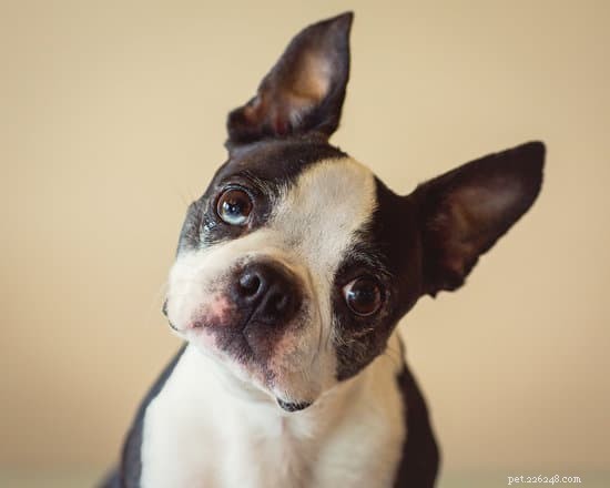 2021 Updated: 10 Ideal Apartment‑Friendly Dog Breeds