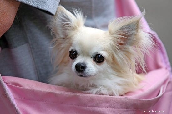 2021 Updated: 10 Ideal Apartment‑Friendly Dog Breeds