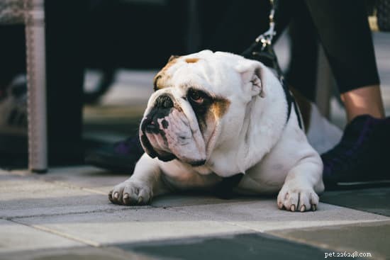 2021 Updated: 10 Ideal Apartment‑Friendly Dog Breeds